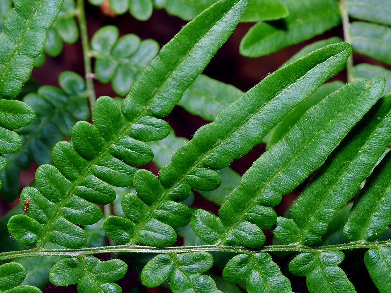 سرخس لِیشیسکالم